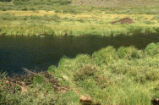 Beaver pond, dam, and lodge