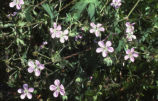 California cranesbill