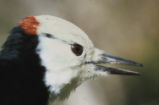 White-headed woodpecker