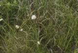 Tall cottongrass