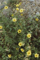 California brittlebush