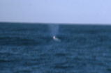 Gray whale