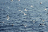 Western gulls