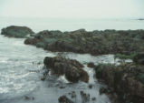 Tide pools