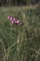 Nodding onion