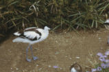Pied avocet
