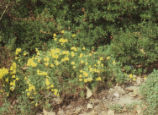 Southern bush monkeyflower