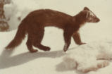 American marten and snowshoe hare