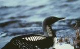 Arctic loon