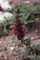 Hummingbird sage