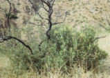 Coastal sage scrub oak and Toyon