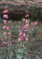 Sunset Crater beardtongue
