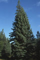 Blue spruce
