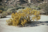 Mojave rabbitbrush