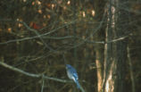 Blue jay and cardinal