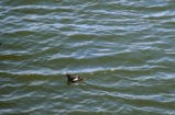 Pigeon guillemot