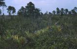 Florida scrub jay