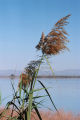 Common reed