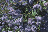 Carmel ceanothus