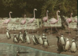 Penguins and flamingos