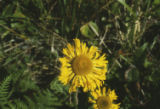 Coastal sneezeweed