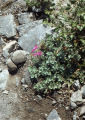 Cliff beardtongue