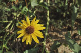 Yellow flower