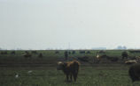 Cattle egret