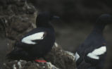 Pigeon guillemots