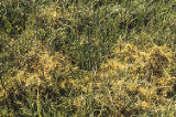 Saltmarsh dodder