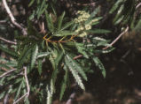 Fern-leaf Catalina ironwood leaves and flowers