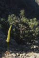 Utah agave