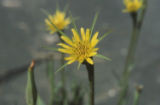 Salsify