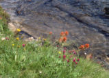 Indian paintbrush