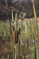 Southern cattail