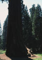 Giant sequoia