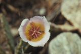Plummer's mariposa lily