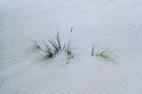 European beachgrass