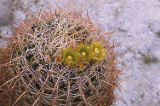 California barrel cactus