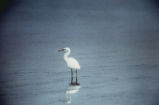 Pacific reef egret