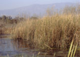 Bulrush