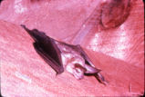 Pallid bat
