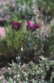 Splendid mariposa lily