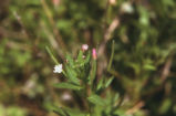 Fringed willowherb