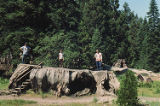 Giant sequoia