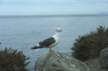 Western gull