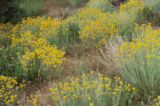 Golden-yarrow