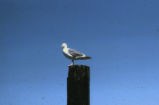 Western gull