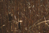 Marsh wren nest