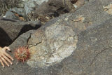 California barrel cactus